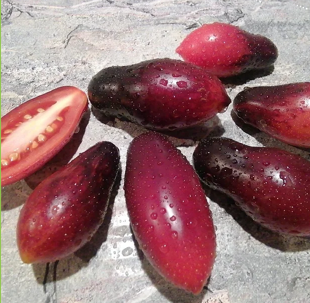 211侏儒美少女F6，5粒（种子）38包邮