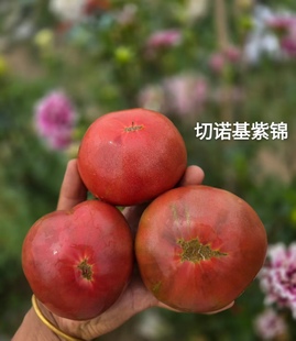 673切诺基紫锦5粒番茄种子38 包邮