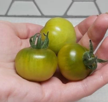 20肥蛙 Fat Frog Micro Dwarf微型（5粒种子）