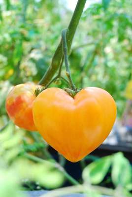 37陛下×维尼奶奶（5粒种子）（主图由群友光之秘境大佬提供）