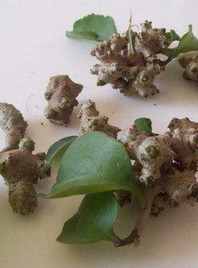 腾三七球苗新鲜爬藤三七植物盆栽庭院根茎易活绿植