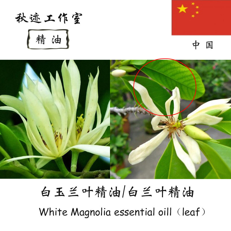 白兰叶单方精油 平衡油脂分泌 michelia alba leaf 白玉兰叶 10ml