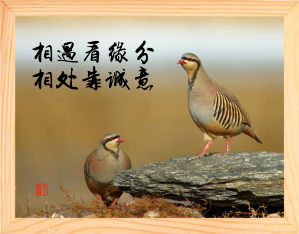 营养书画 天然实木有框画装饰画挂摆件 相遇看缘分 相处靠诚意