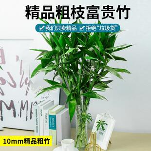 精品粗杆富贵竹水培植物招发财竹子节节高转运绿植小盆栽桌面室内
