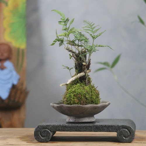 苔藓蕨类植物价格 多少钱 苔藓蕨类植物价格 多少钱