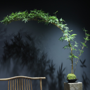 红观音竹簕竹禅意茶室绿植禅意竹子盆景茶空间绿植茶室绿植禅意