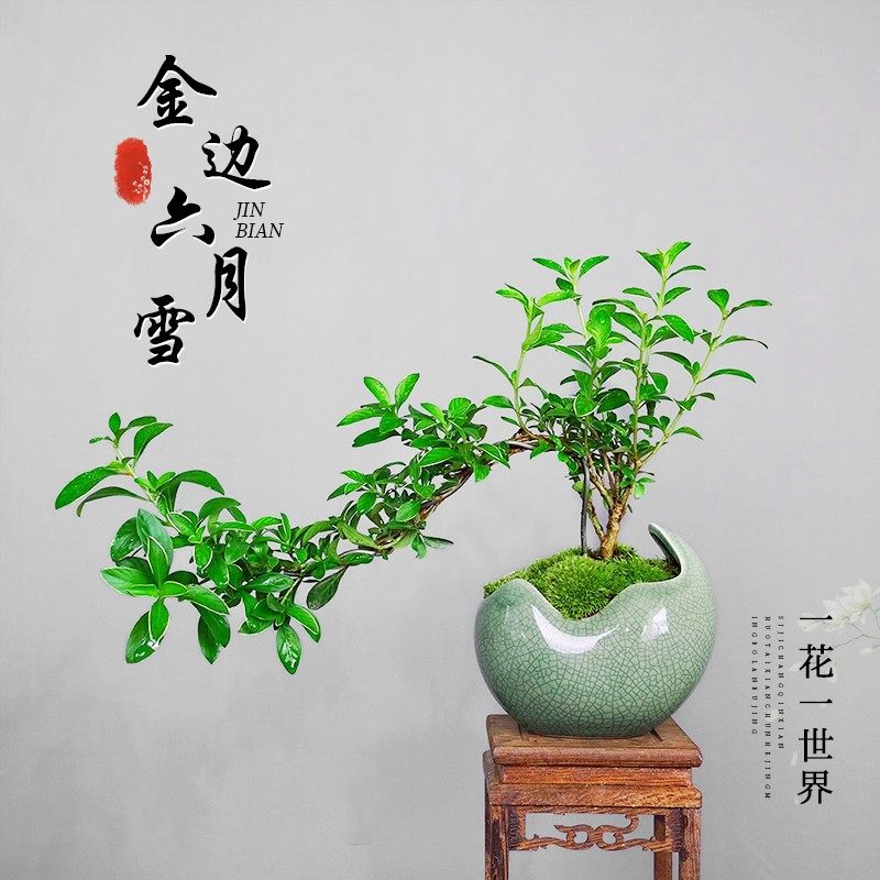 六月雪盆景悬崖红花茶桌禅意室内窗台小绿植物办公室茶几桌面盆栽,鲜花速递/花卉仿真/绿植园艺,造型盆景,淘宝优惠券,粉丝福利购,淘宝优惠卷