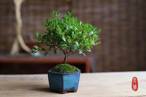 新中式苔玉苔藓球小叶赤楠盆景