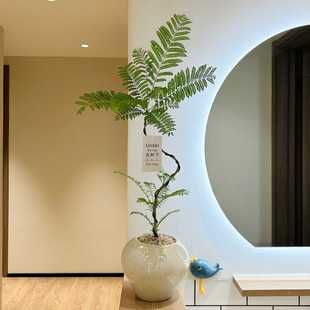 S型老桩禅意蓝花楹盆栽盆景室内客厅办公室桌面侘寂风花卉绿植