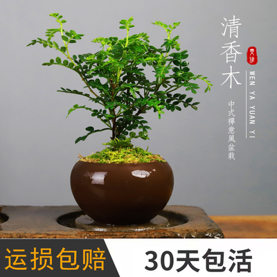 清香木盆栽防虫驱蚊香草观叶植物提神好养室内绿植茶几胡椒木盆景