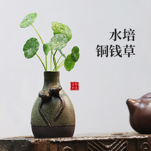 铜钱草阳台，客厅吸甲醛净化空气
