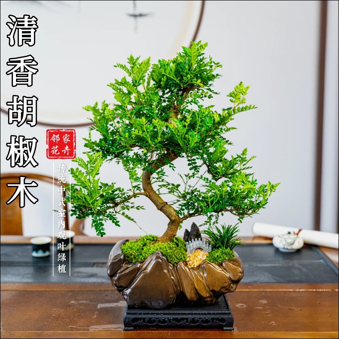 老桩造型胡椒木盆景室内好养盆栽绿植美观茶室客厅阳台,鲜花速递/花卉仿真/绿植园艺,绿植,淘宝优惠券,粉丝福利购,淘宝优惠卷