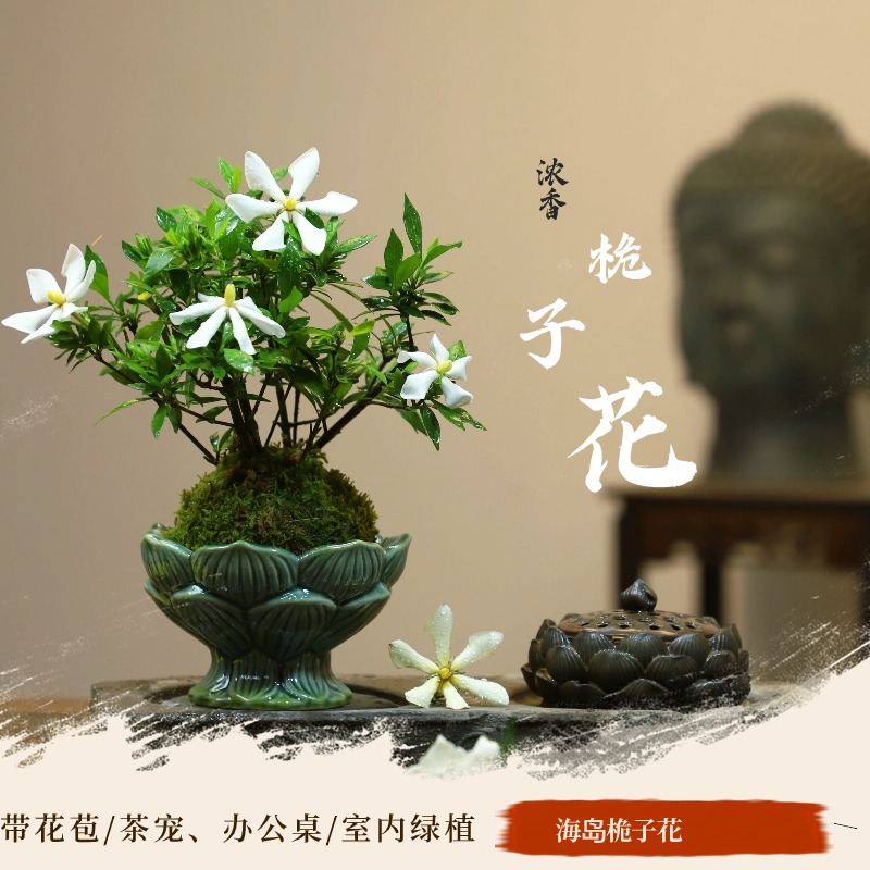 茶空间桌面绿植苔藓球小叶海岛栀子花水培花卉茶宠四季开花室内养