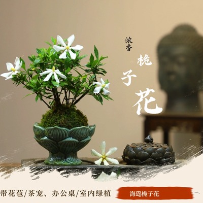 茶空间水培绿植好养易活