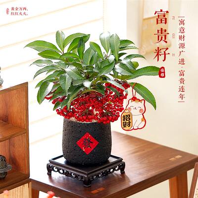 富贵籽盆栽带红果老桩