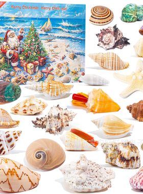 Seashells Advent Calendar 2025 Shell Blind Box Christmas Adv