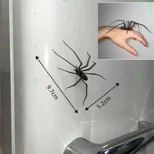 Spider Fridge Magnets Decor for Refrigerators Fun Novelty Ma
