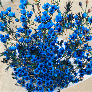 澳洲平头腊梅云南昆明直发鲜花混搭花束婚庆家庭装饰插花束鲜切花