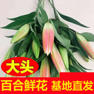 百合鲜花花束云南昆明基地直发家庭插花速递同城配送鲜花包邮