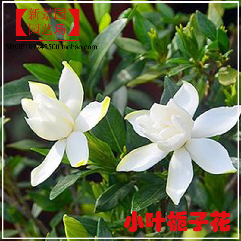 工程园林应用雀舌小叶栀子花苗 细叶矮枝子花园植物  桅子花小苗