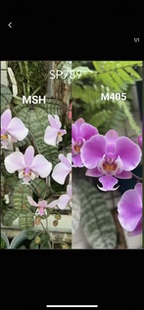 蝴蝶兰西雷利 1.7寸杯宝宝苗带香味 MSH交M405