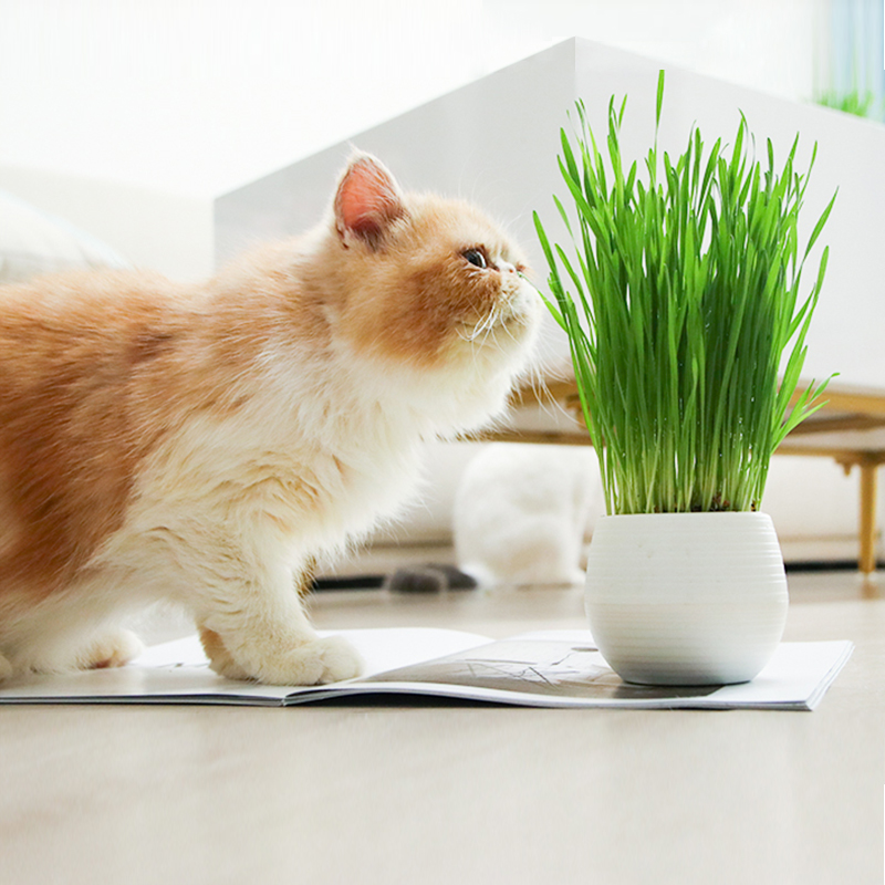 佩格小猫草种植套装种子盆栽猫薄荷零食去毛球促消化猫咪用品包邮|ruв категории животное/Животное питание и принадлежностей, кошка закуски - от Buy2taobao.com для оказания профессиональной услуги покупки агента Taobao