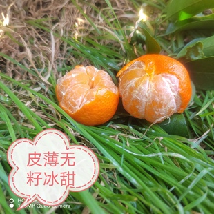 云南蒙自山咔咔砂糖橘冰心冰甜