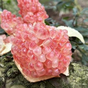 云南蒙自绿籽石榴水晶石榴25年新鲜水果现摘现发