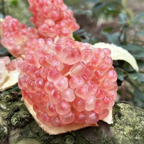 云南蒙自绿籽石榴水晶石榴25年新鲜水果现摘现发