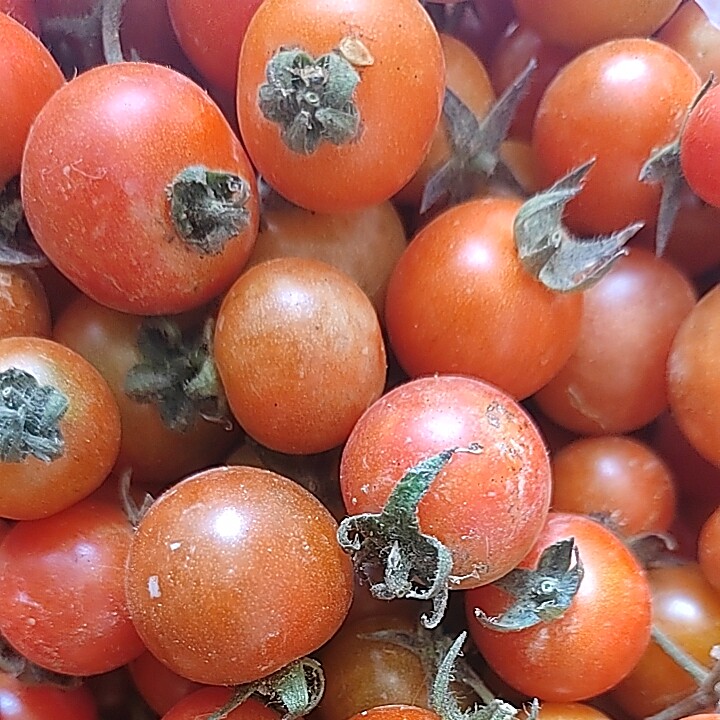 云南蒙自野生小番茄酸甜可口