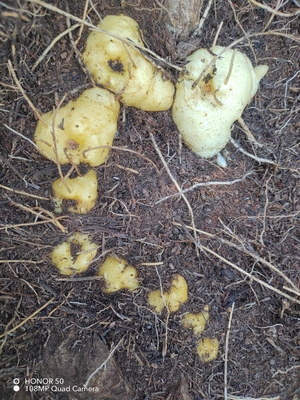 云南特产原生态鲜黄精鸡头黄精滇黄精泡酒炖汤一斤25元包邮