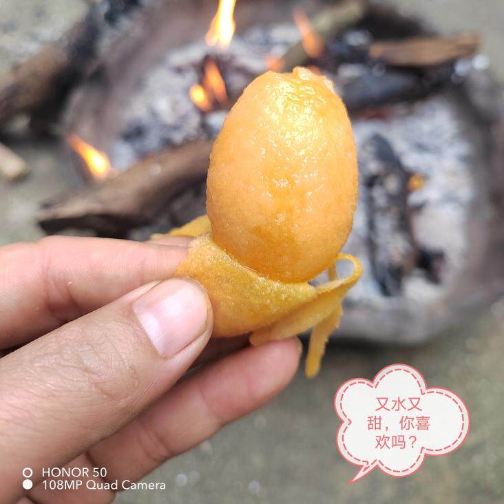 云南蒙自甜枇杷长虹12g到30g以上大果现摘现发皮薄多汁25年现货