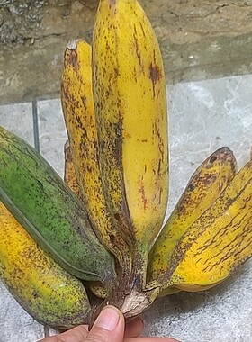 云南蒙自纯野生黄芭蕉纯甜