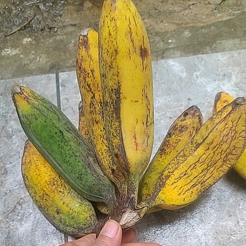 云南蒙自纯野生黄芭蕉纯甜