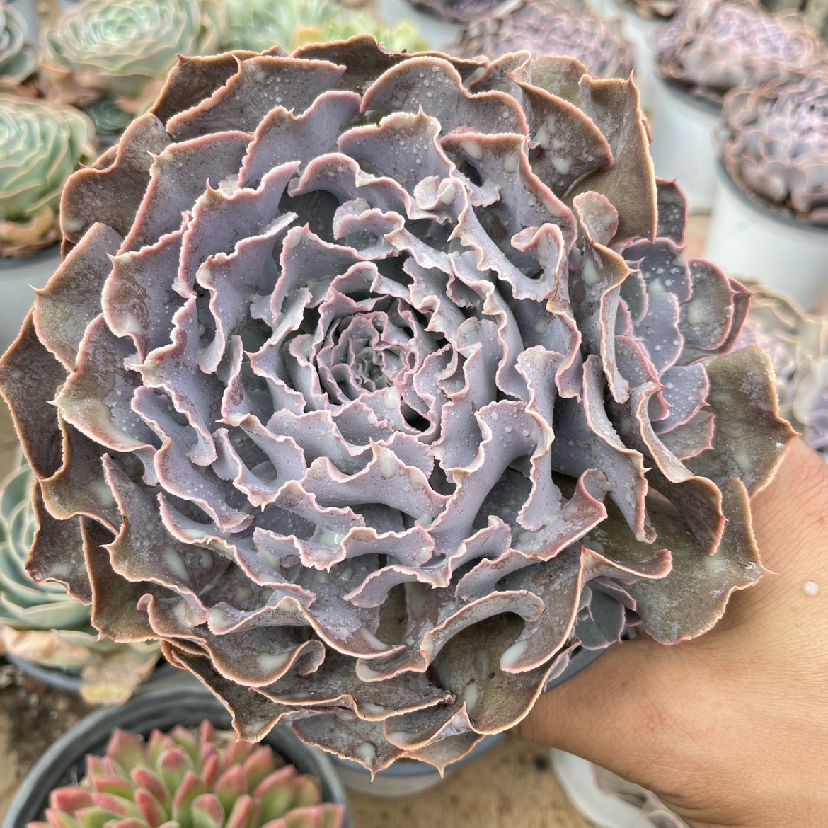 沙漠之星 山东多肉植物 一物一拍 绿植花卉盆栽庭院阳台美观趣味