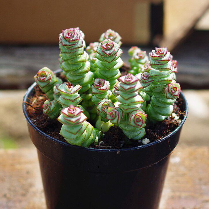 多肉钱串子 星乙女多肉钱串子多肉盆栽多头钱串植物小老桩花卉