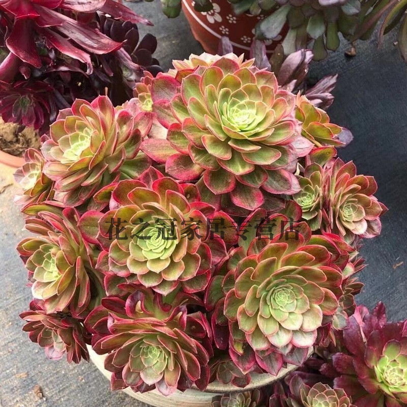 多肉植物稀有贵货万圣节黄锦单头手捧高端法师锦