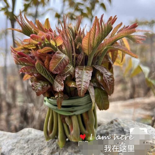 山东沂蒙山香椿芽新鲜咸菜发酵煎饼采摘露天头茬野生红油香椿芽