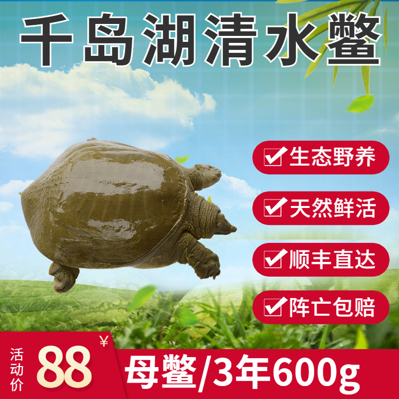 千岛湖甲鱼顺丰包活鲜活生态