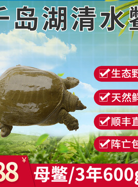 千岛湖甲鱼顺丰包活鲜活生态
