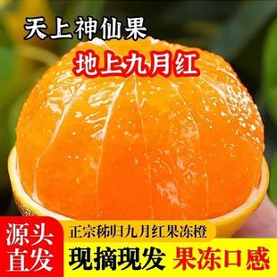 正宗秭归九月红果冻橙9斤 新鲜现摘现发当季整箱冰糖爱媛橙子
