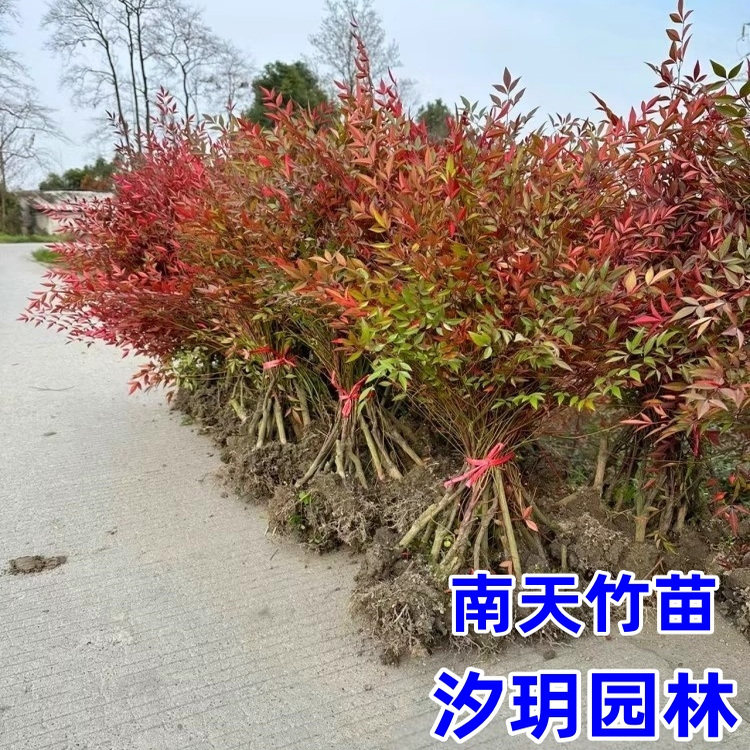 盆景庭院绿化植物耐寒火焰南天竹