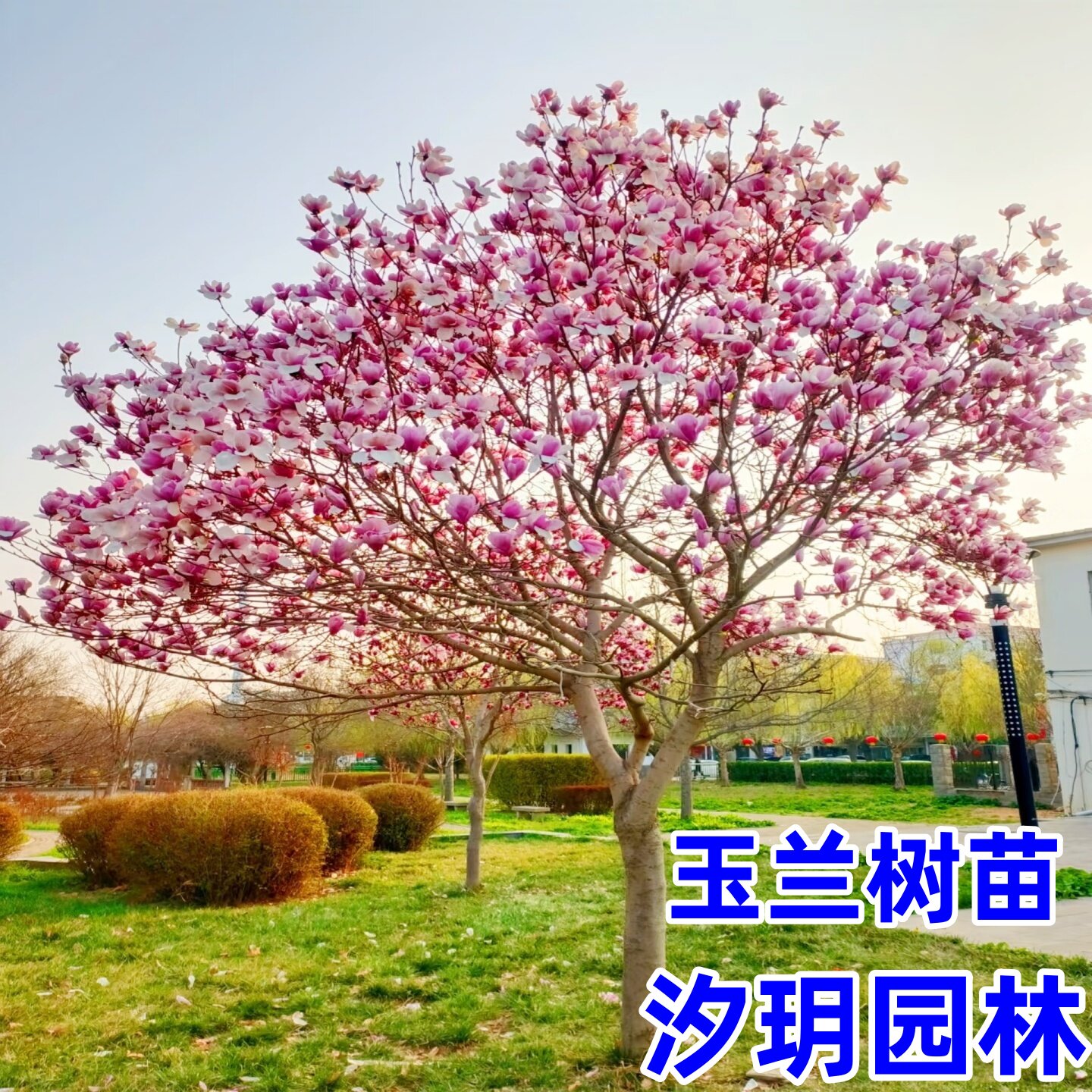 玉兰树苗 玉兰苗 白玉兰 红玉兰 紫玉兰 玉兰小苗 庭院绿化苗木