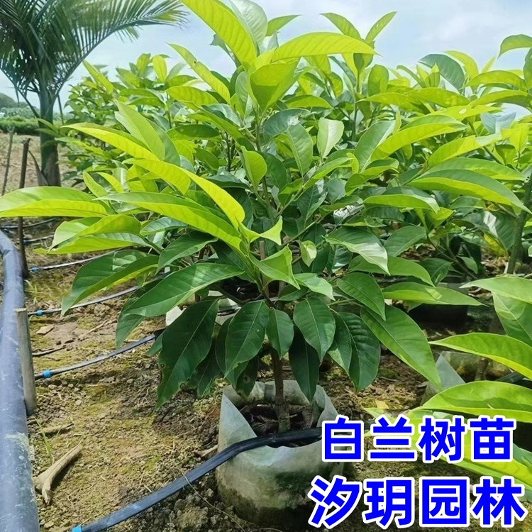 盆栽白兰花树别墅庭院四季常青