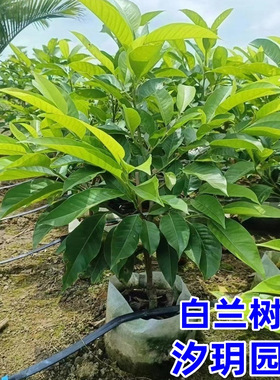 盆栽白兰花树苗黄桷兰花别墅庭院室内大型花卉四季常青浓香风景树