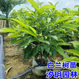 盆栽白兰花树苗黄桷兰花别墅庭院室内大型花卉四季常青浓香风景树