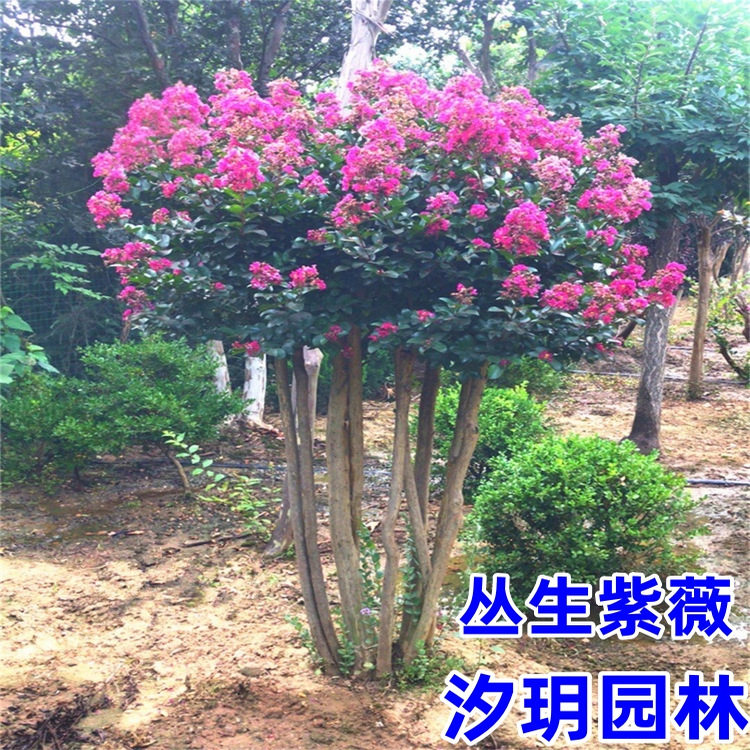 丛生紫薇树苗庭院大型耐寒绿化风景树美国红火箭盆栽丛林紫薇花树