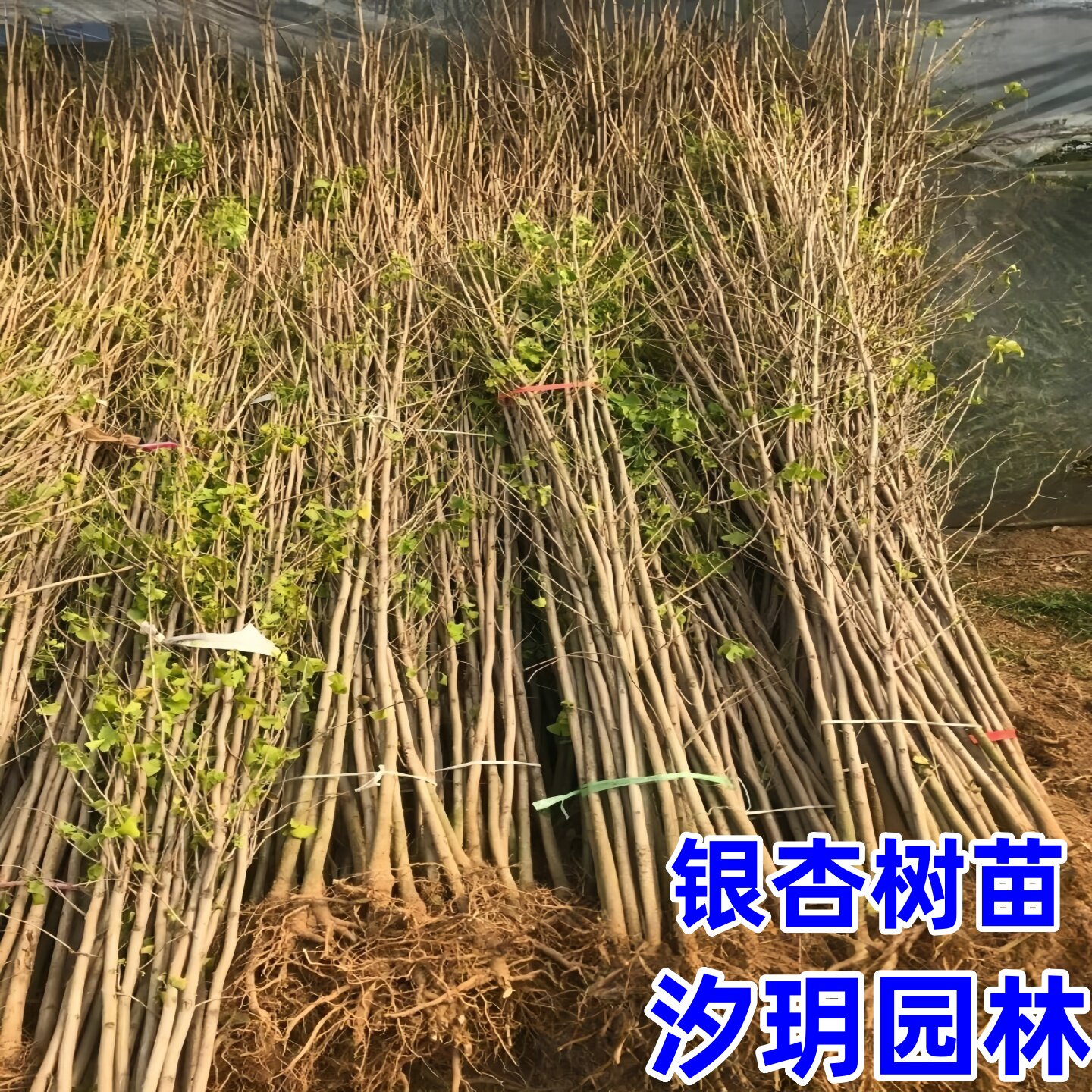 银杏树苗庭院植物行道绿化苗木