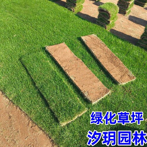 真草坪草皮带泥土四季青耐寒别墅