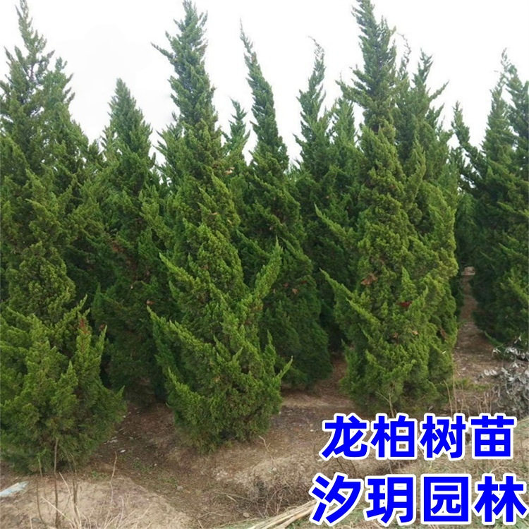 龙柏树苗塔柏苗龙柏球小苗四季常青绿化苗蜀块塔松树苗桧柏墓地松